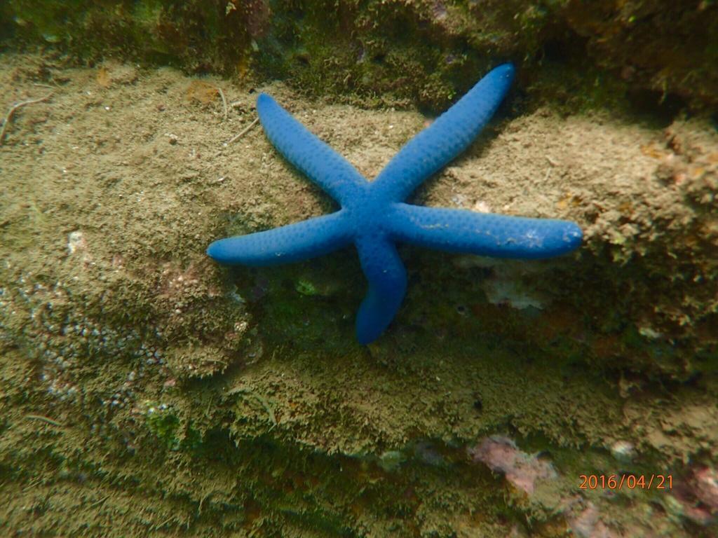 Blue Ocean Sunny Bs Apartman Csecseng Kültér fotó